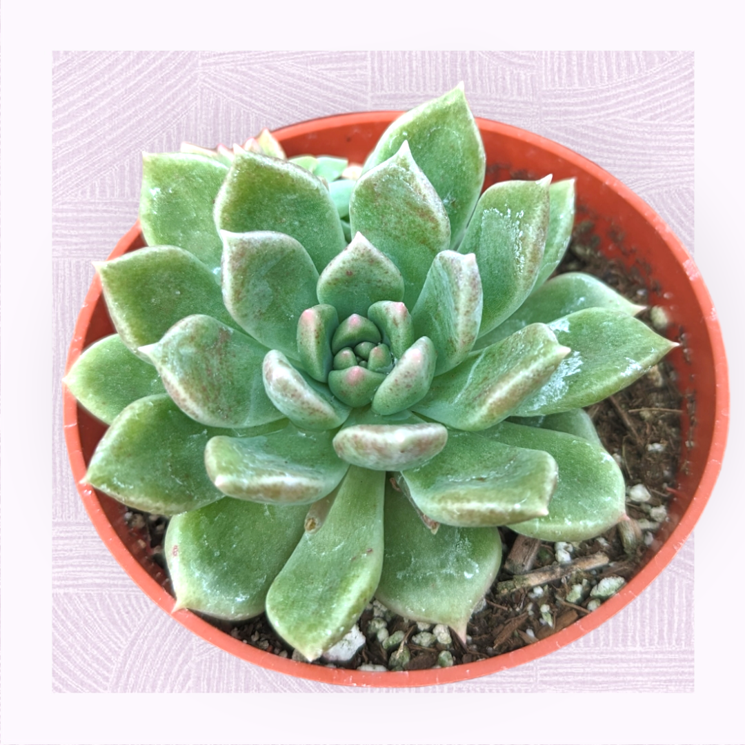 Graptoveria 'Melody'