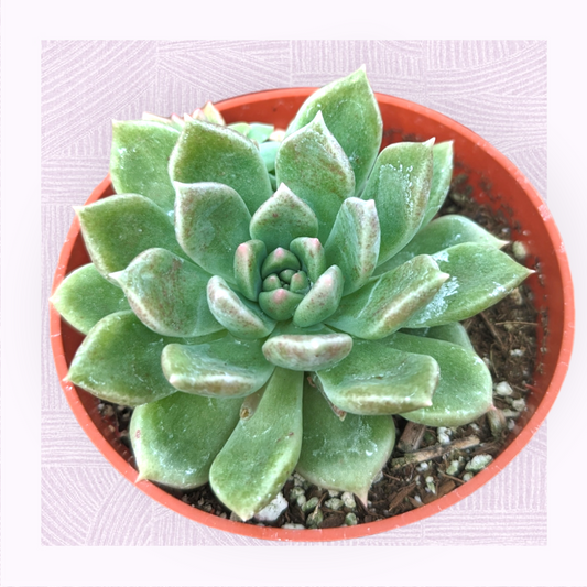 Graptoveria 'Melody'