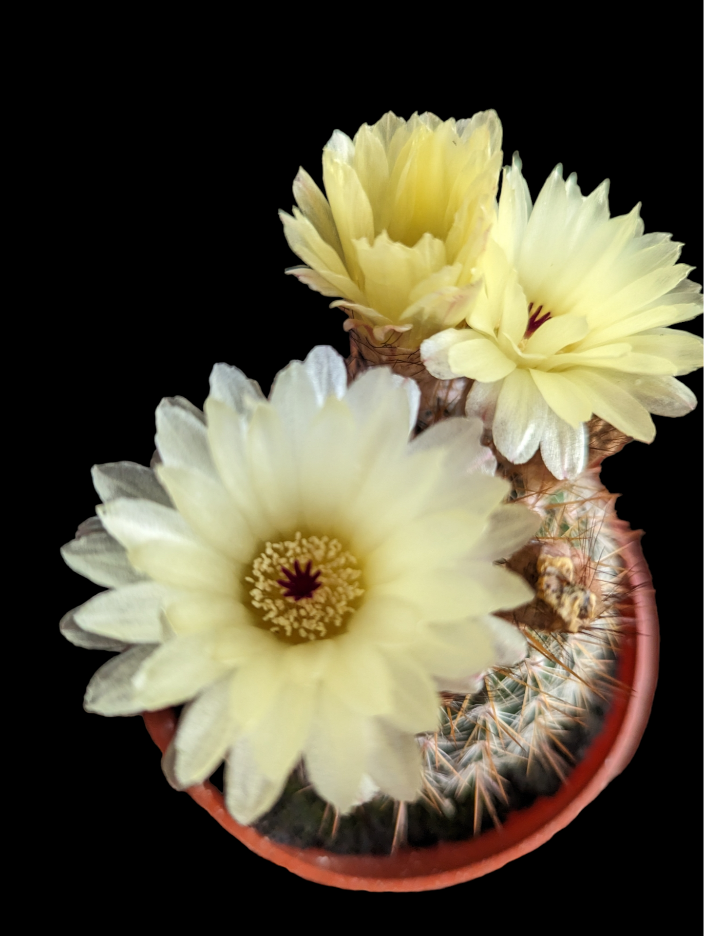 Mammillaria spinosissima Red Headed Irishman