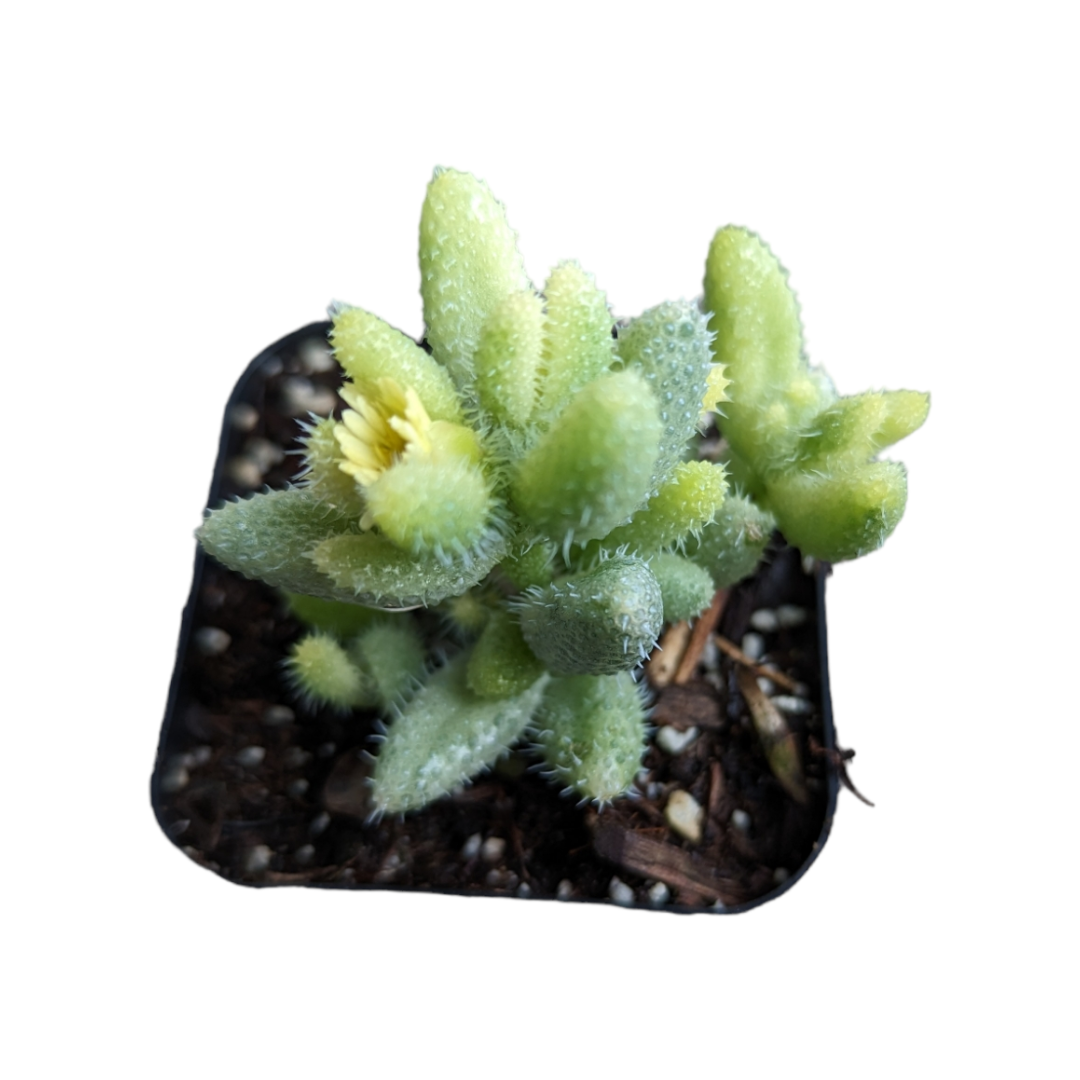 Delosperma echinatum - Pickle Plant Variegata