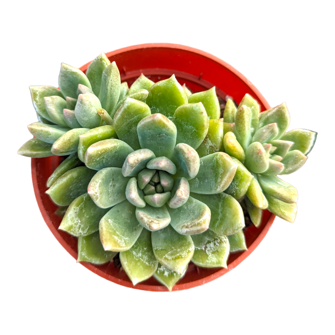 Graptoveria 'Melody'