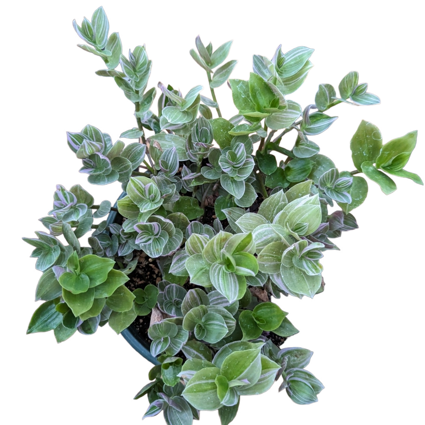 Tradescantia fluminensis 'Lavender' Variegata Wandering Dude