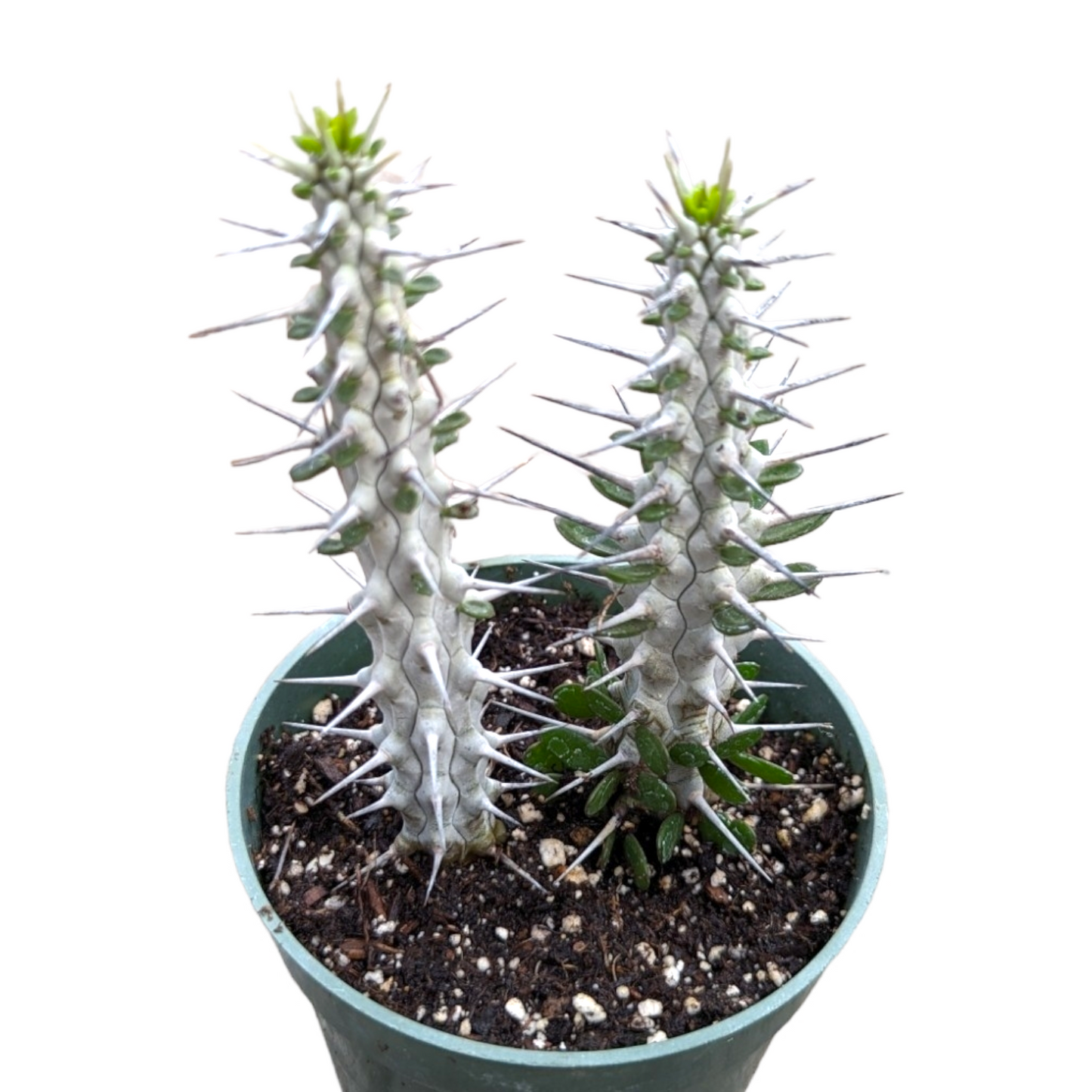Alluaudia procera 'Madagascar Ocotillo'