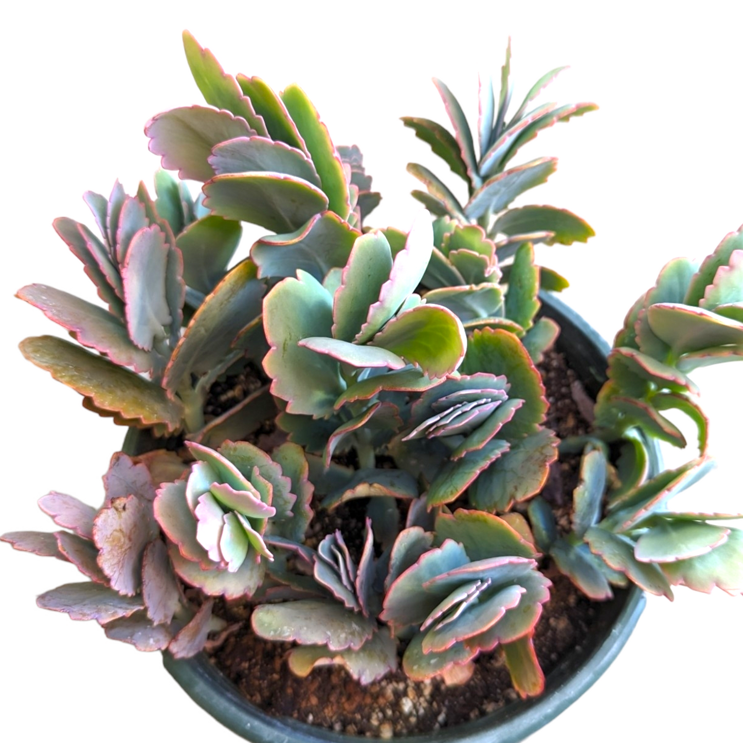 Kalanchoe fedtschenkoi 'Majestic Scallops'