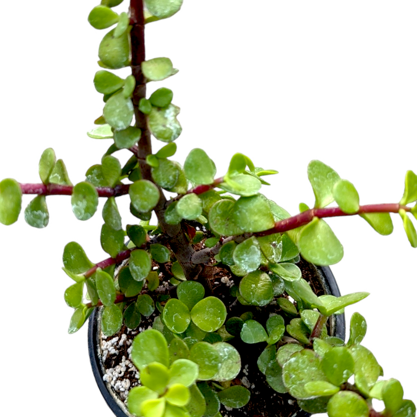 Portulacaria afra 'Elephant Bush'