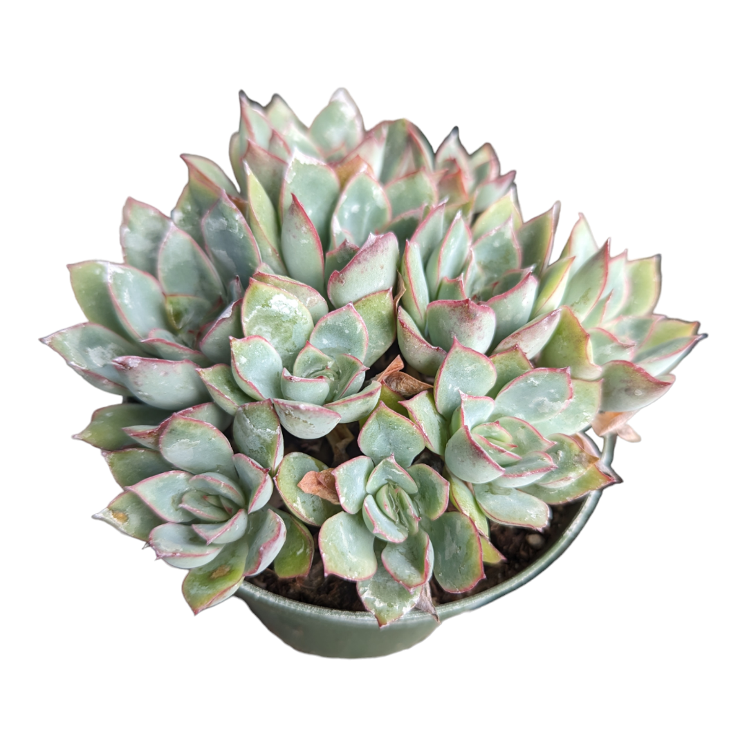 Echeveria pulidonis