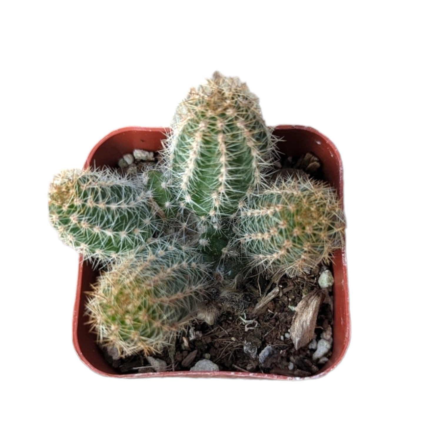 Chamaelobivia 'Rose Quartz' Peanut Cactus