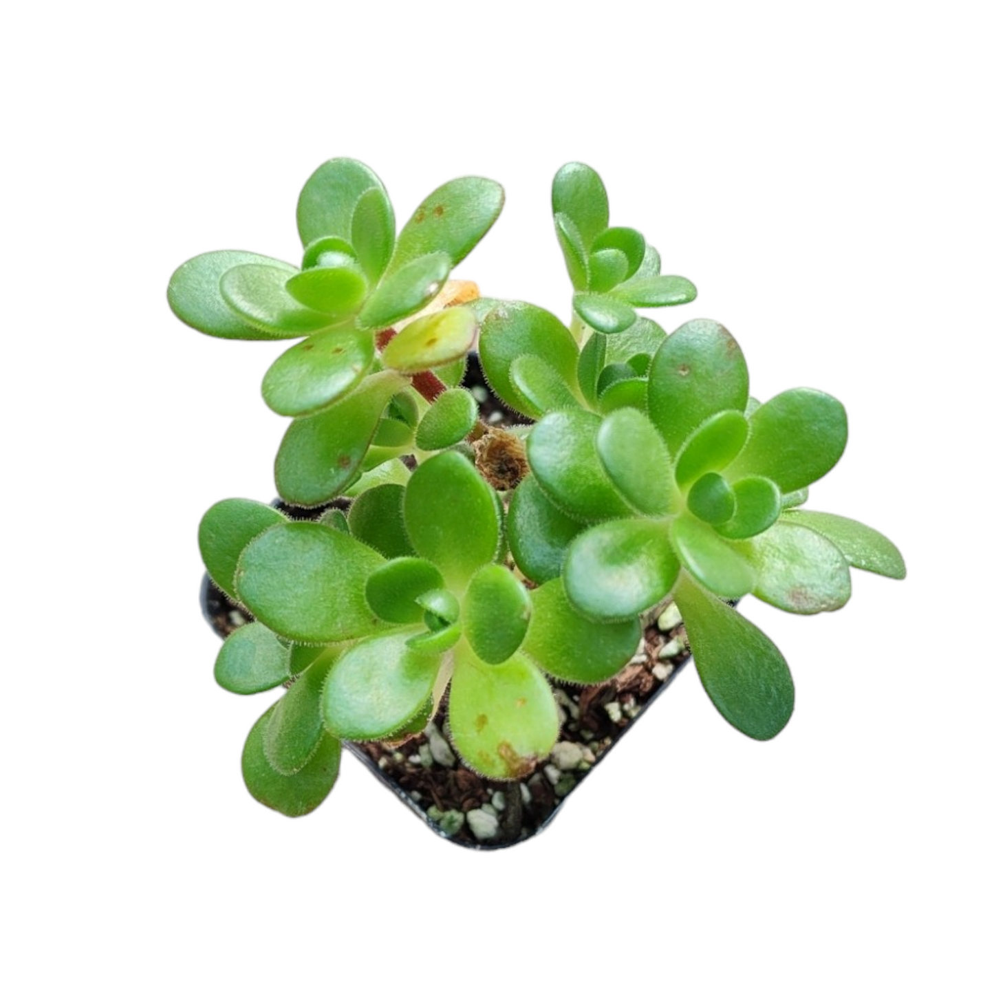 Aeonium saundersii Pinheads 'Little fox'