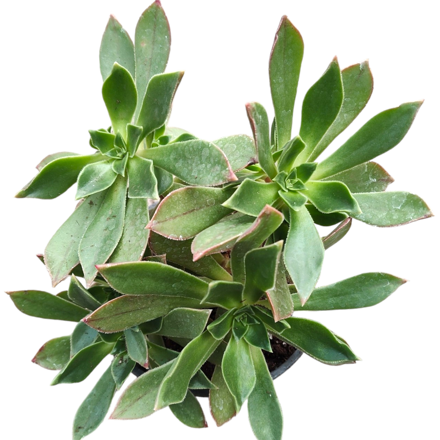 Aeonium leucoblepharum