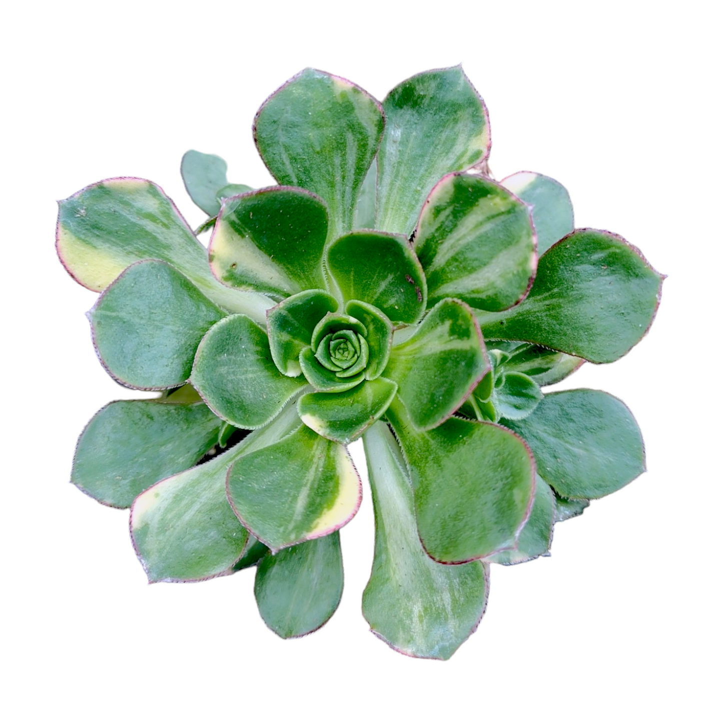 Aeonium 'Green Earth' Variegata