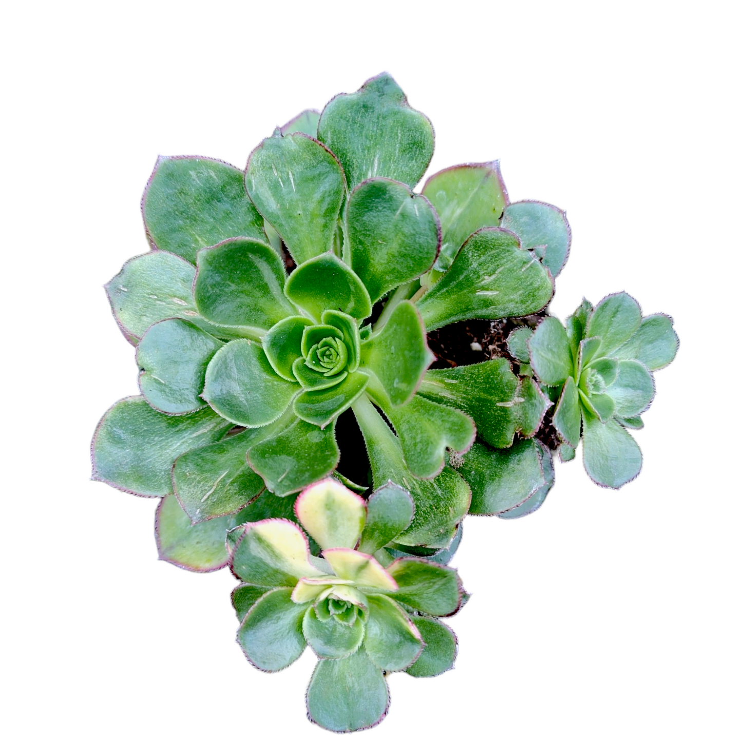 Aeonium 'Green Earth' Variegata