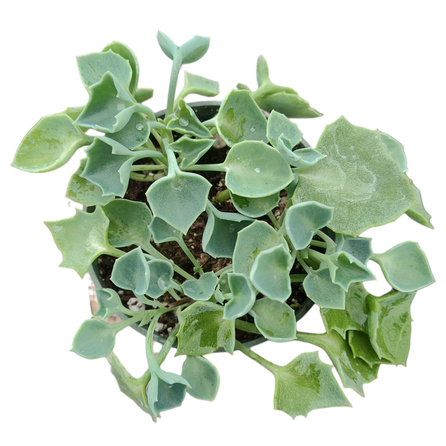 Senecio kleiniiformis - Spear Head