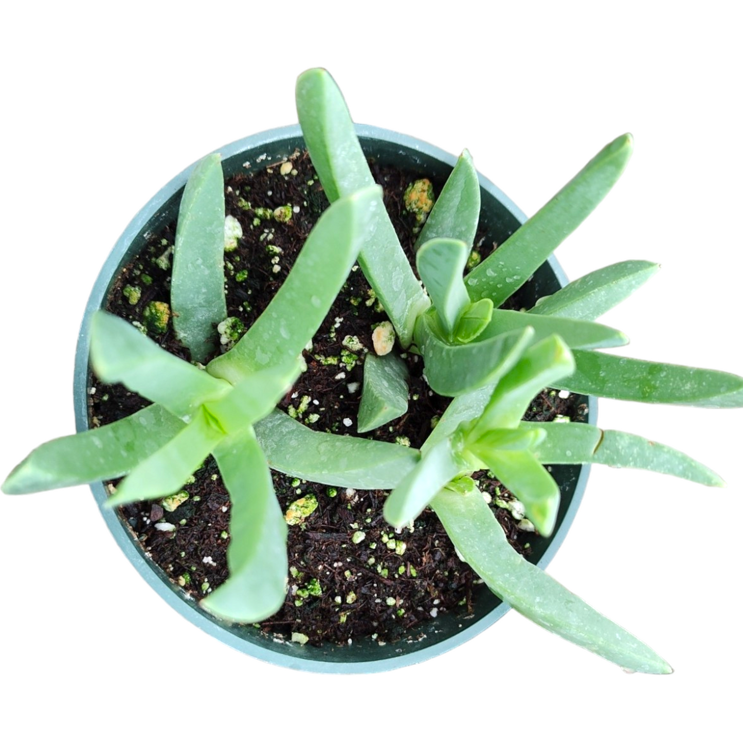 Carpobrotus edulis Hottentot Fig Ice Plant