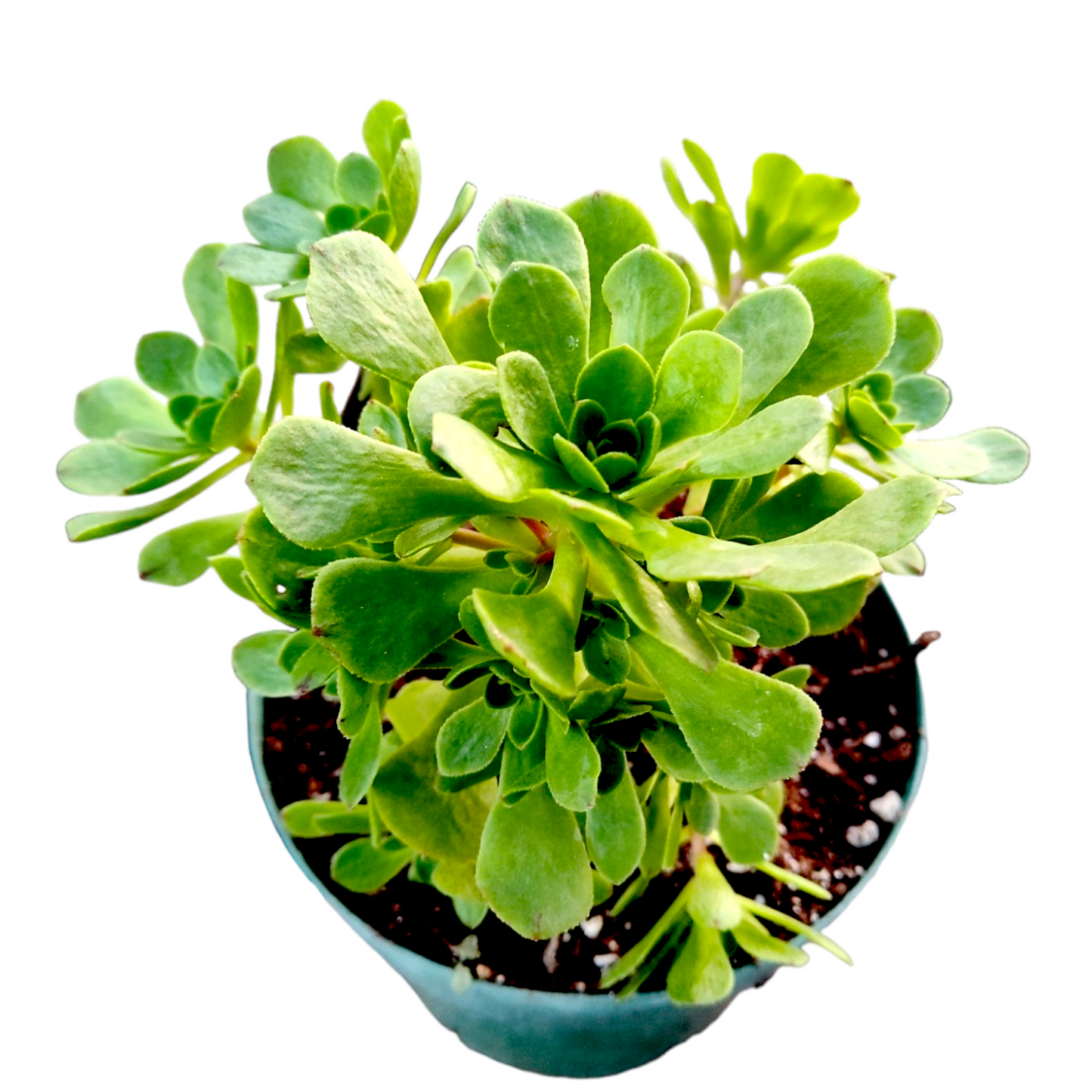 Aeonium arboreum Webb & Berthel