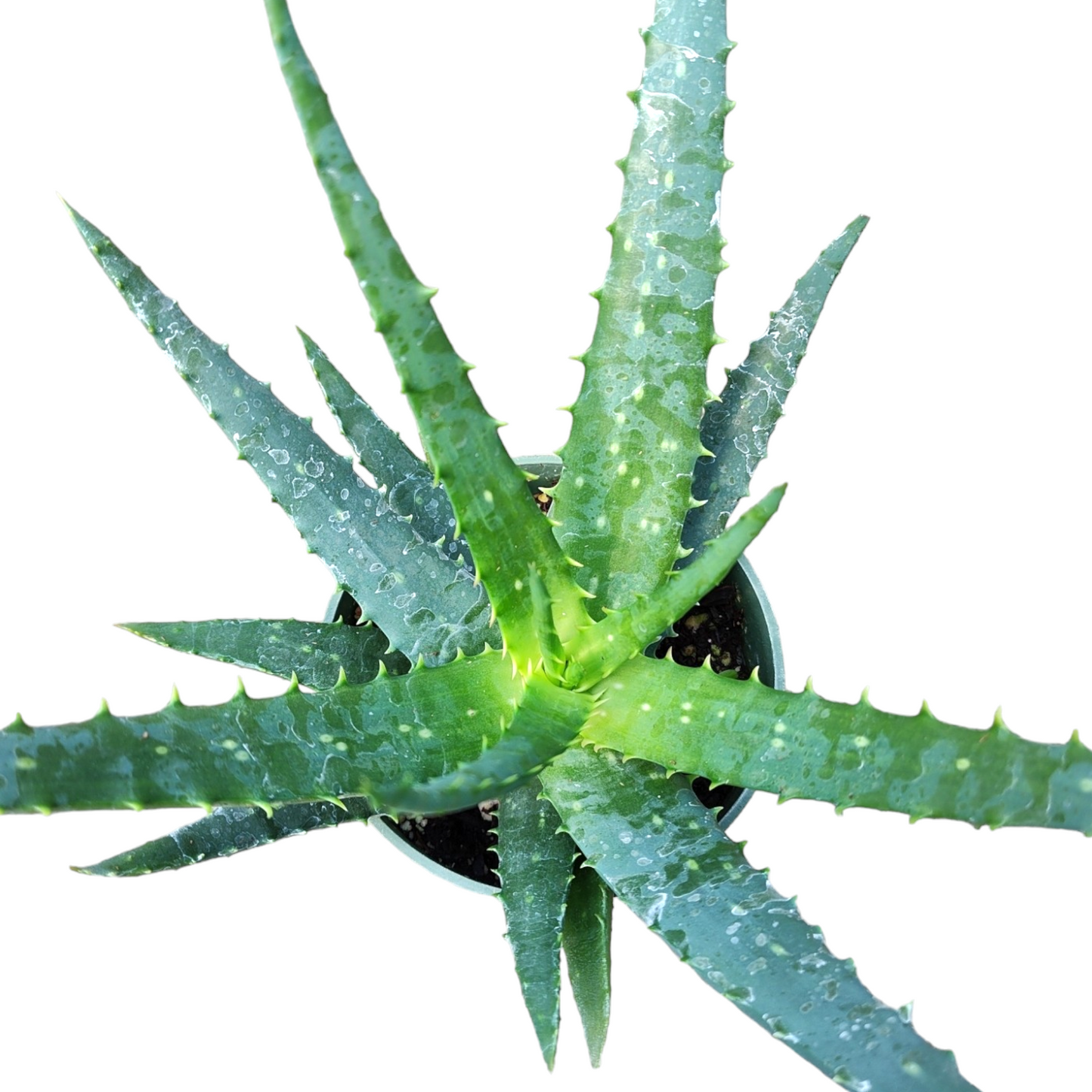 Aloe x spinosissima