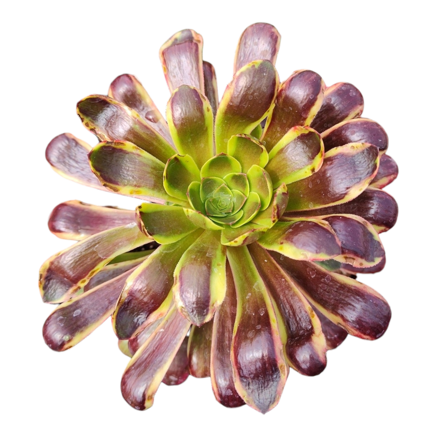Aeonium O'Carrie