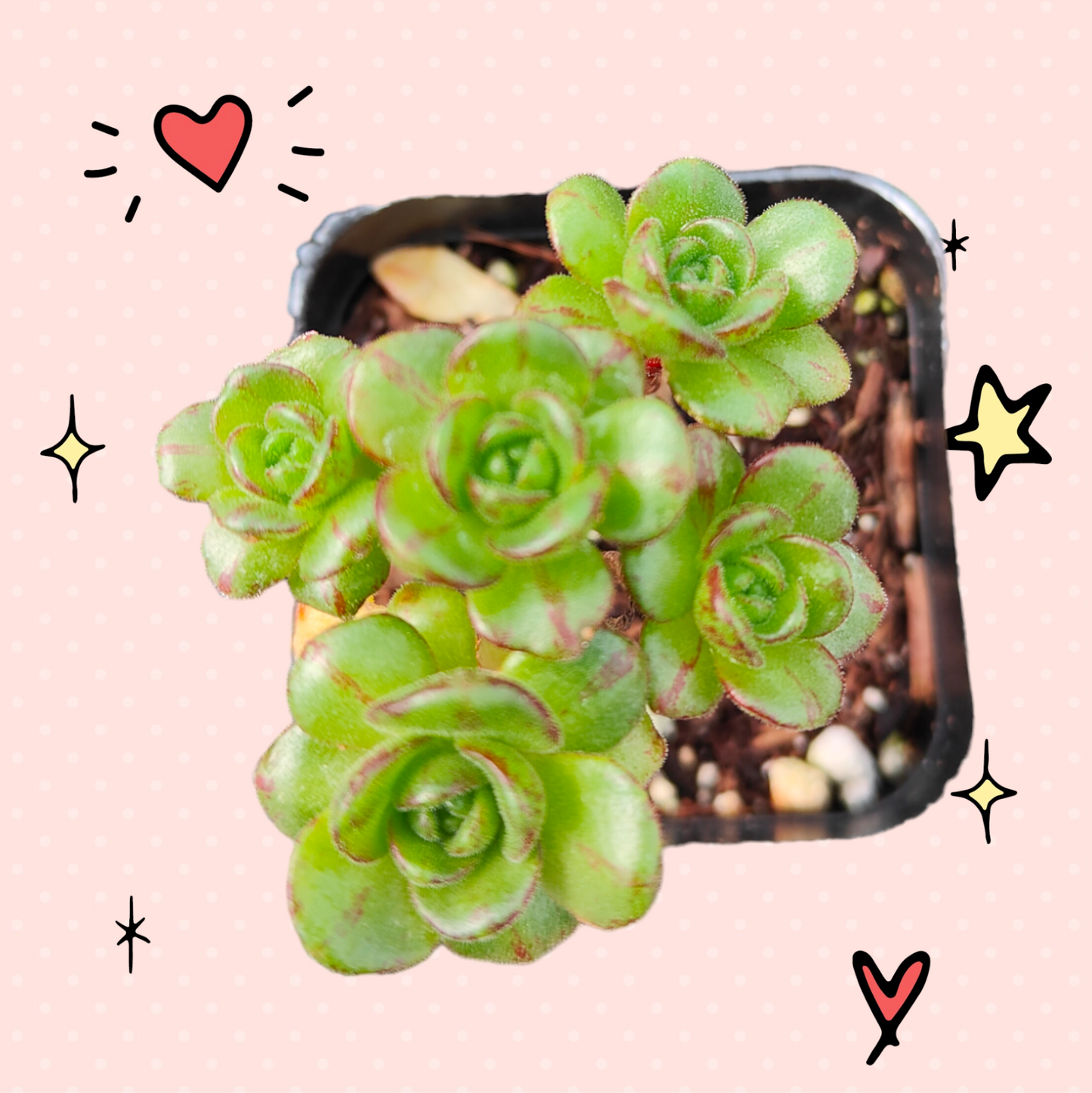 Aeonium saundersii Pinheads 'Little fox'