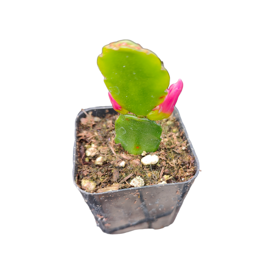 Rhipsalidopsis gaertneri Easter Cactus