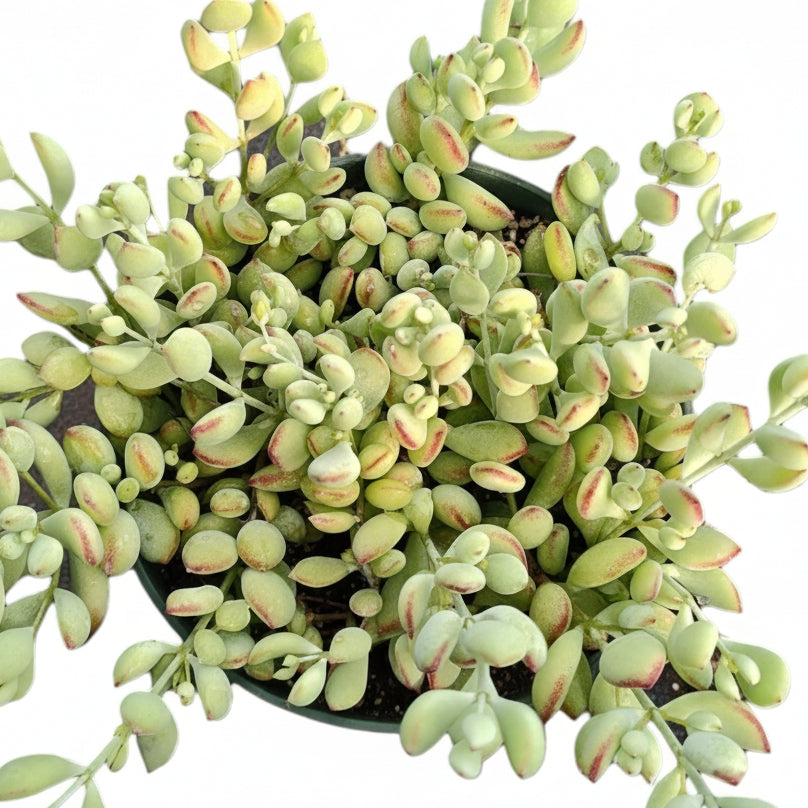 Cotyledon pendens 'Cliff Cotyledon'