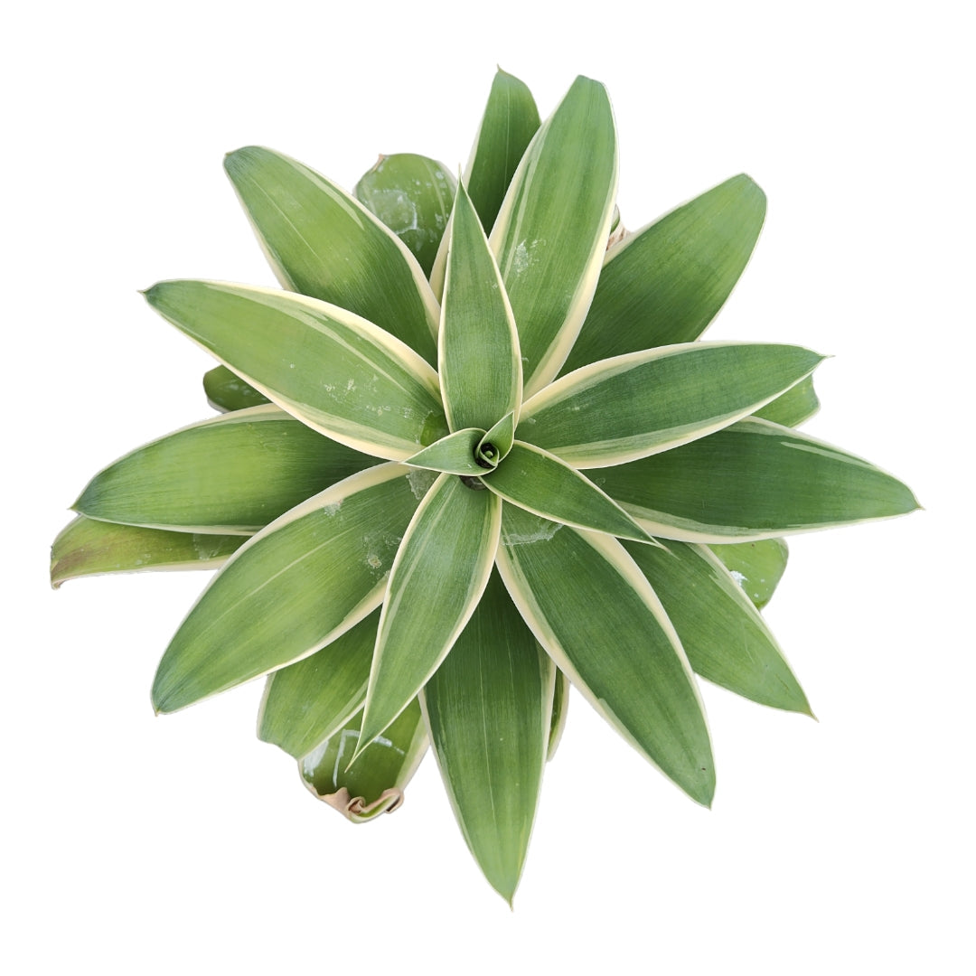 Agave attenuate 'Ray of Light'