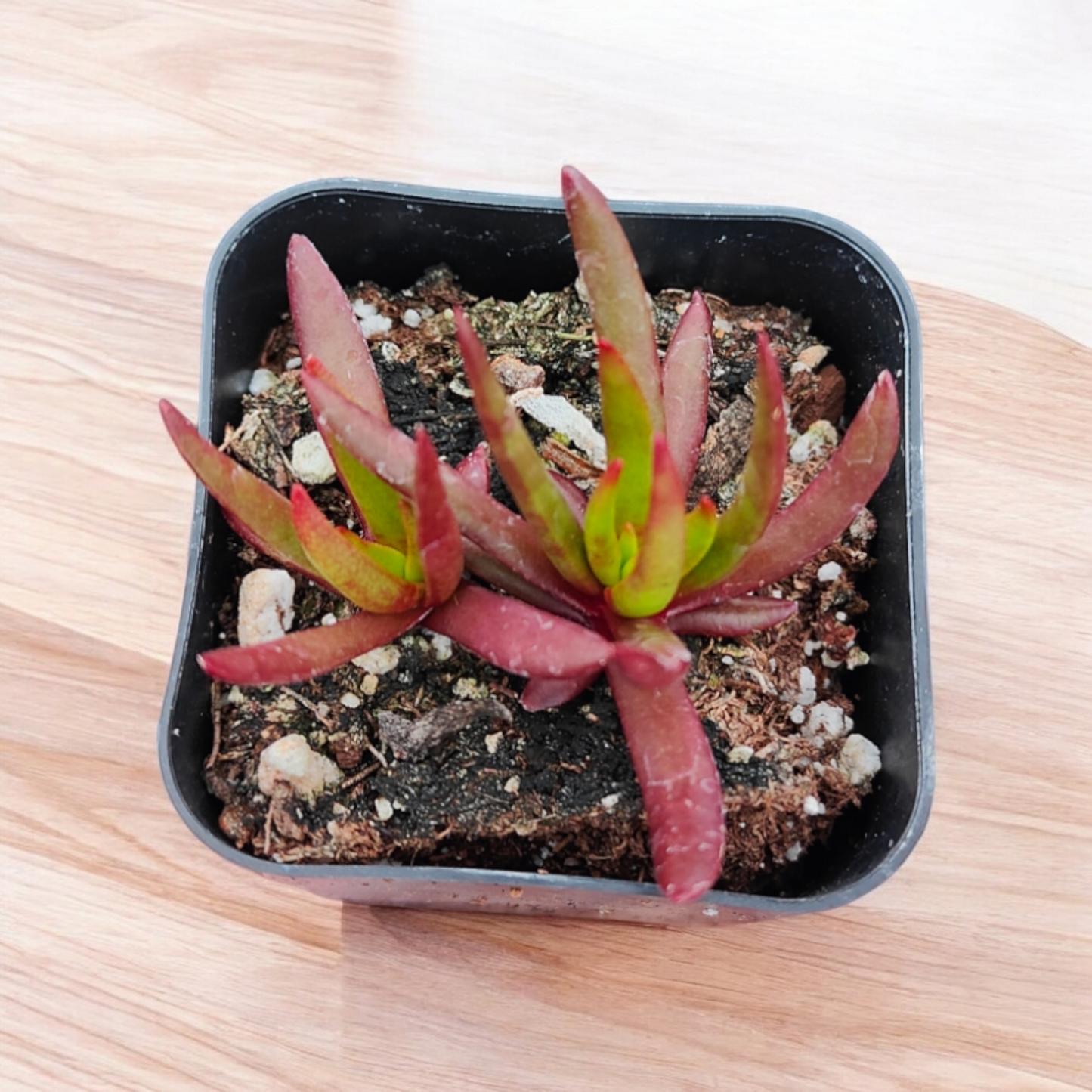 Crassula nudicaulis 'Devil's Horns'