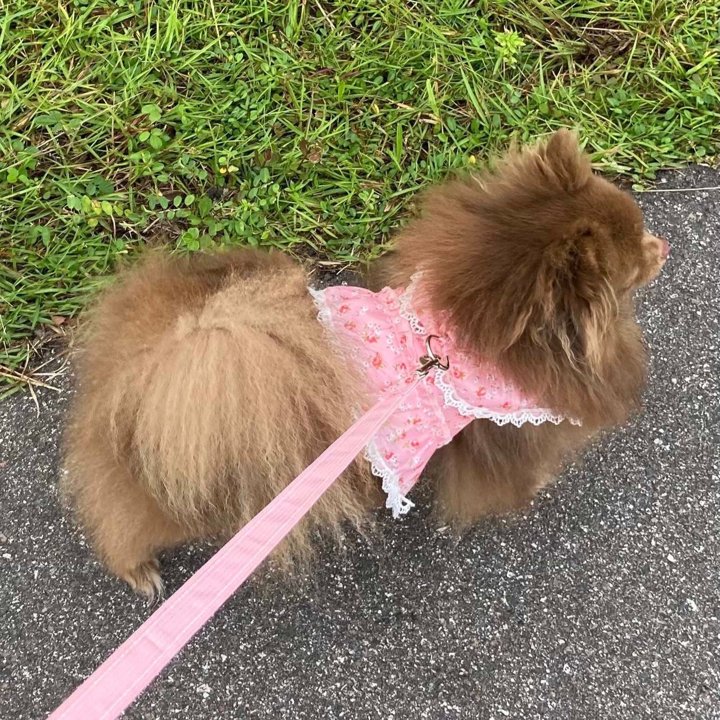 Dainty Floral & Lace Dog Harness