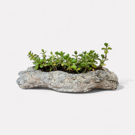 Oakes Cement Planter, Unique Driftwood-Inspired Design, 15"L x 6.5"W x 3.1"H
