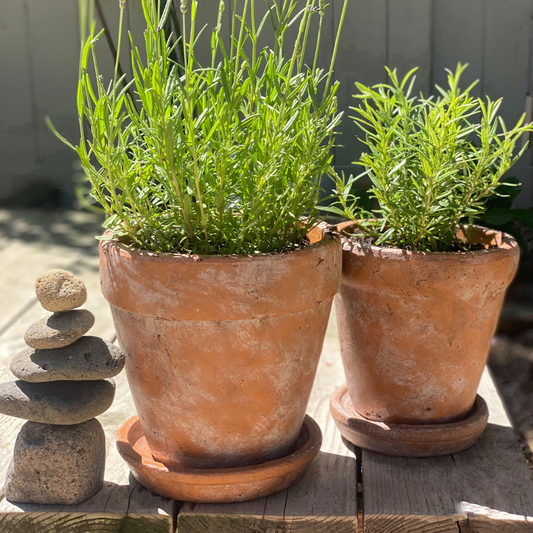 Large Venice Cement Planter with Dish, Handcrafted in Aged Terracotta 8"D x 8"H