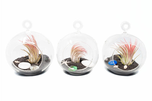 Set of 3 Beachy Globe Terrariums with Black Sand
