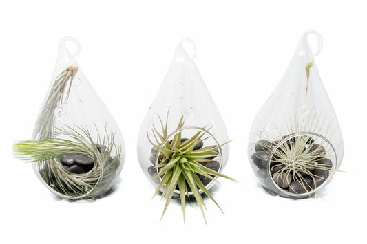 Set of 3 Funky Teardrop Terrariums with Flat Bottoms