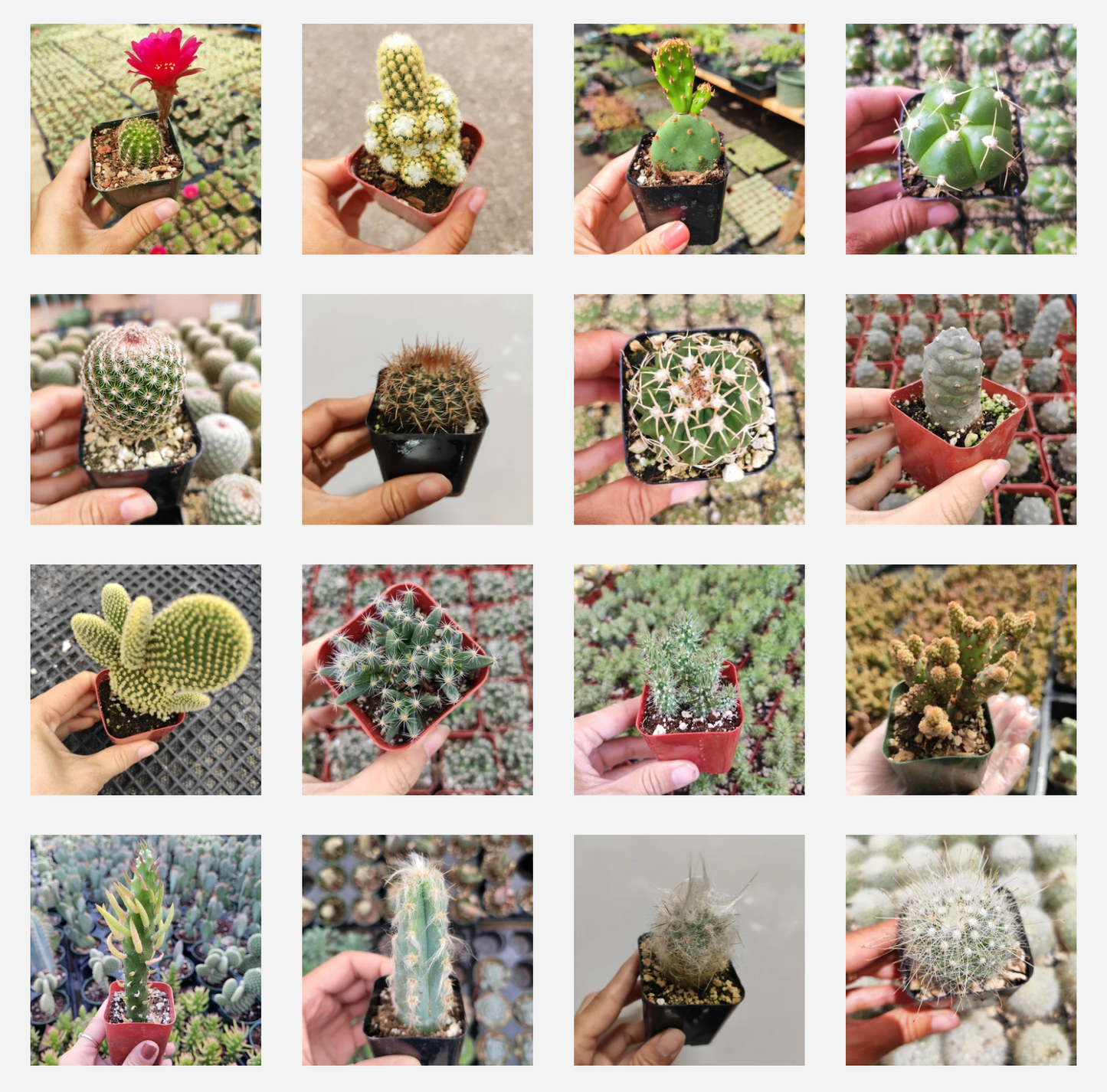 Cactus Variety Pack
