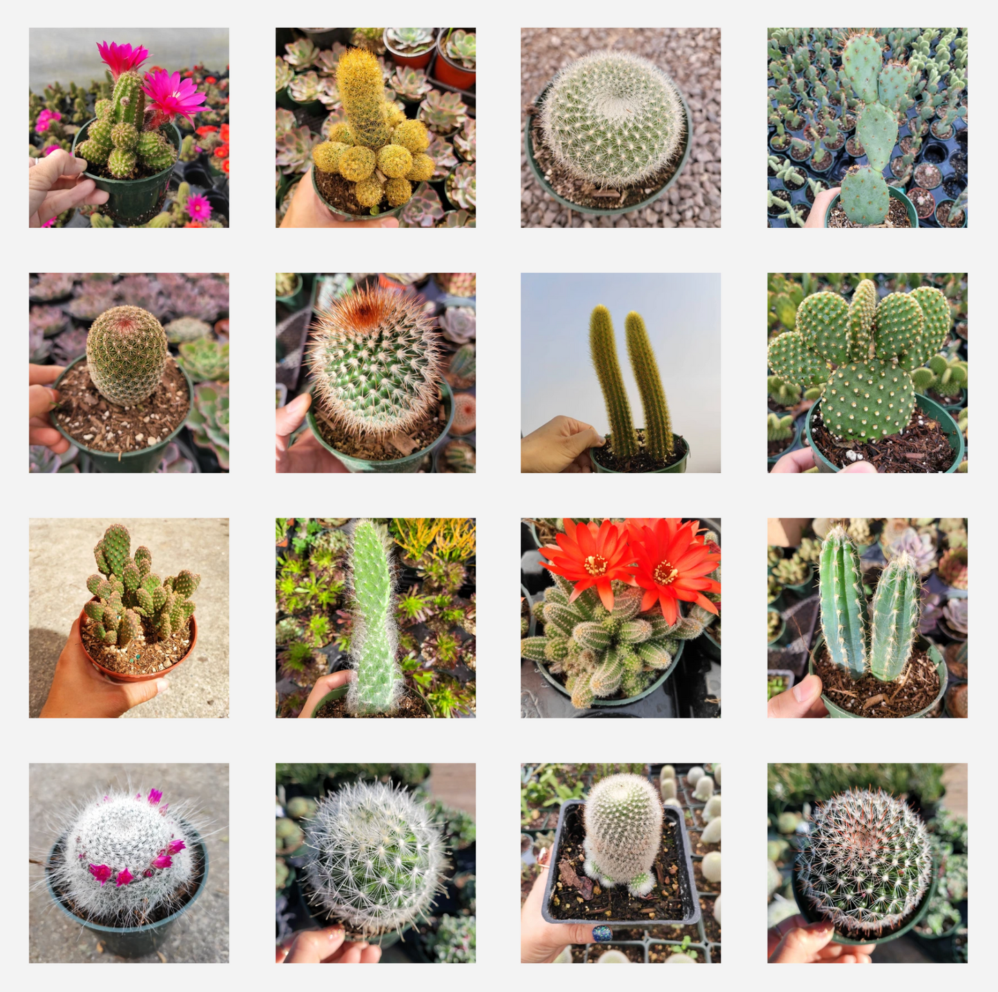 Cactus Variety Pack