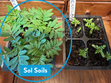 Seedling & Propagation Mix