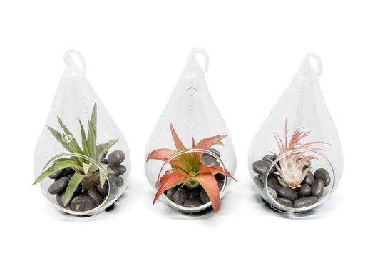 Set of 3 Red Hots Complete Teardrop Terrariums