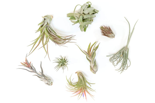 Tillandsia Air Plant Grab Bag of Premium Medium & Large Plants - Set of 10