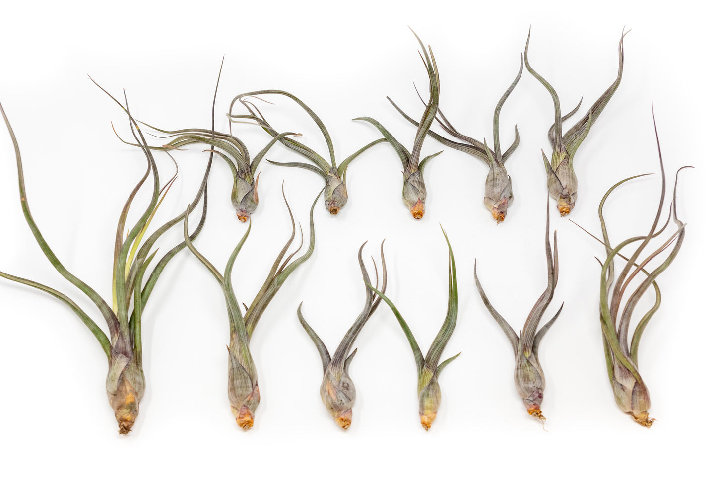 Tillandsia Baileyi Air Plants - Set of 5 or 10
