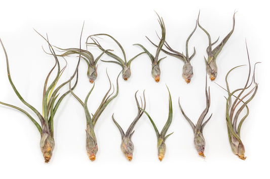 Tillandsia Baileyi Air Plants - Set of 5 or 10
