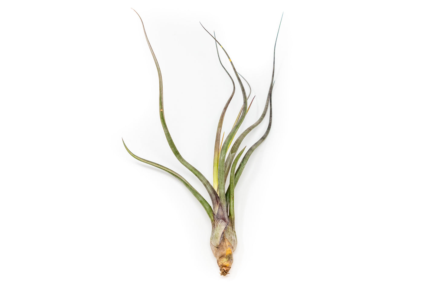 Tillandsia Baileyi Air Plants - Set of 5 or 10