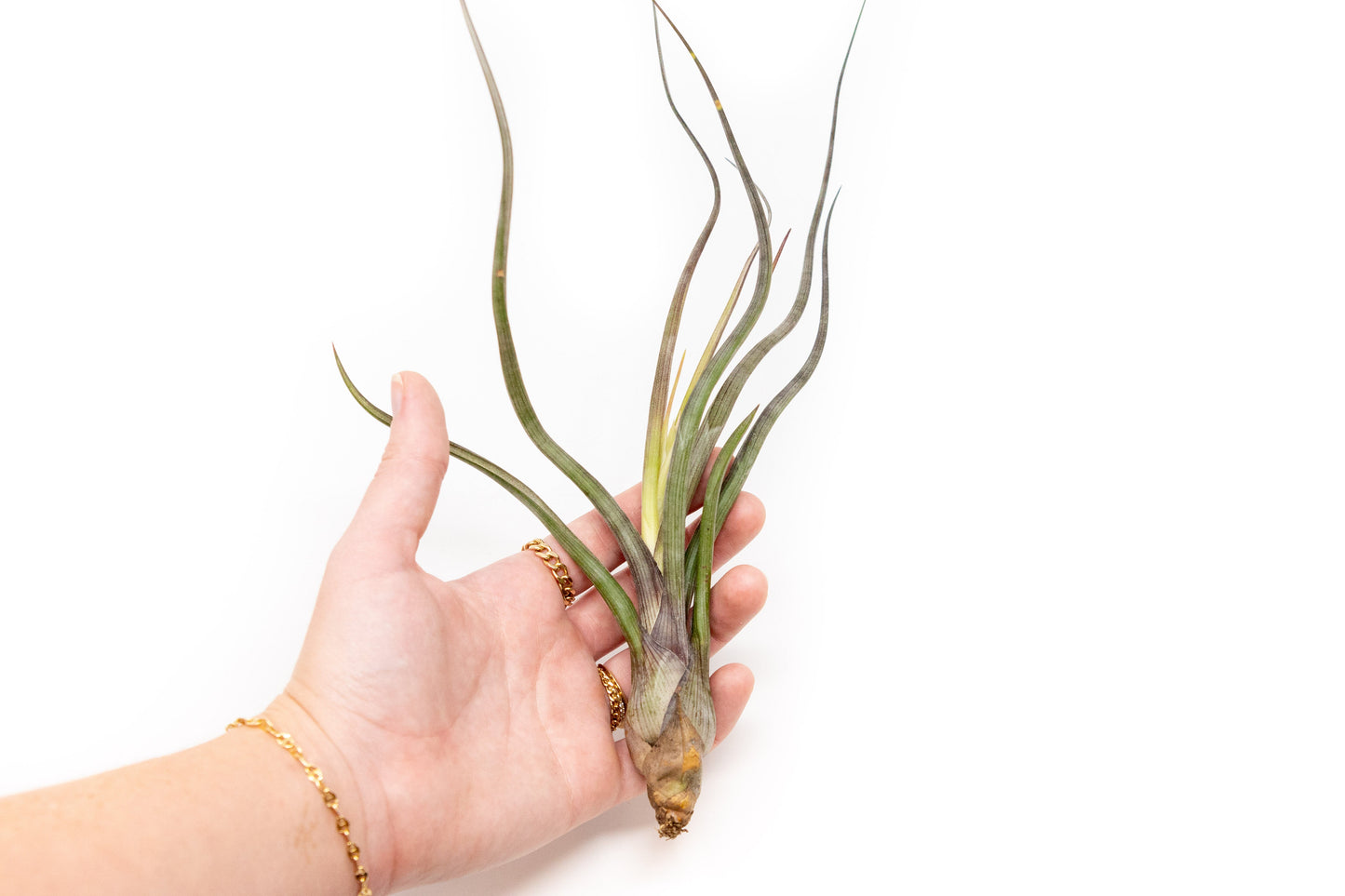 Tillandsia Baileyi Air Plants - Set of 5 or 10