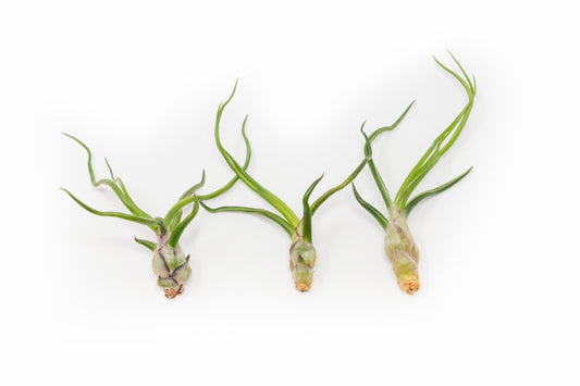 Tillandsia Bulbosa Guatemala Air Plants - Set of 10, 20, or 30