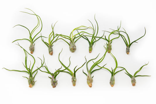 Tillandsia Bulbosa Guatemala Air Plants - Set of 10, 20, or 30