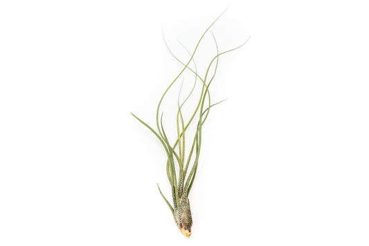 Large Tillandsia Butzii Air Plants - Set of 10 or 20 Air Plants