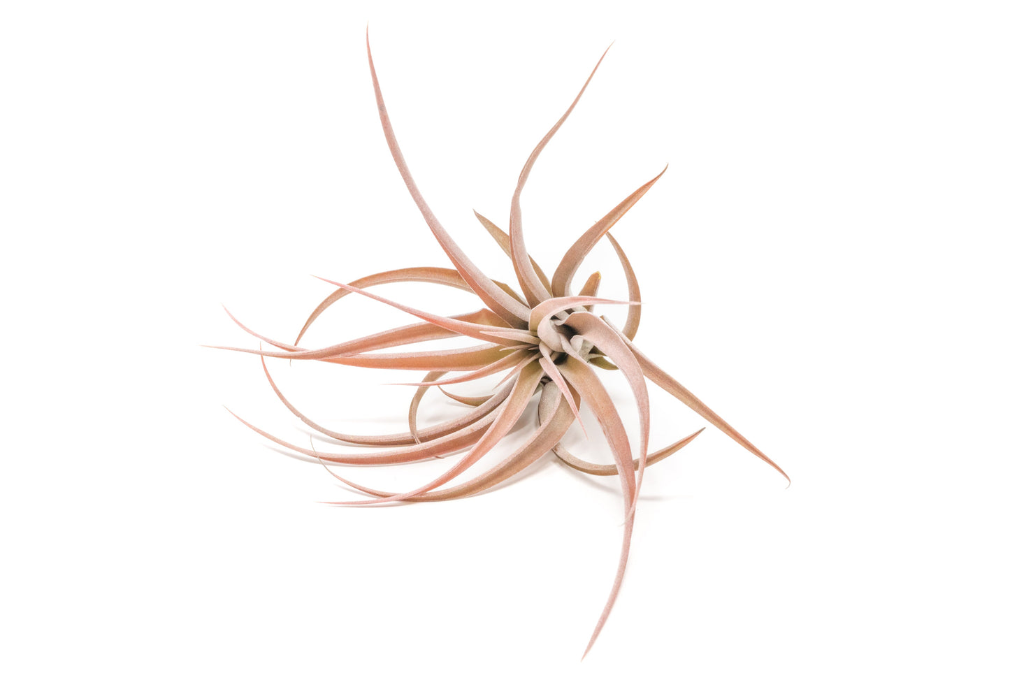Large Tillandsia Capitata Peach - Set of  5, 10, or 20 Air Plants