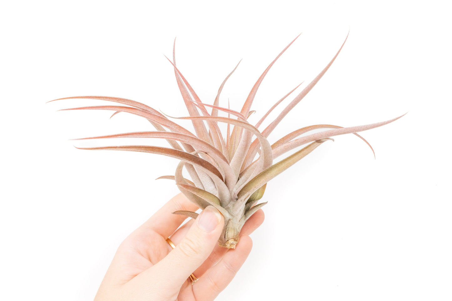 Large Tillandsia Capitata Peach - Set of  5, 10, or 20 Air Plants