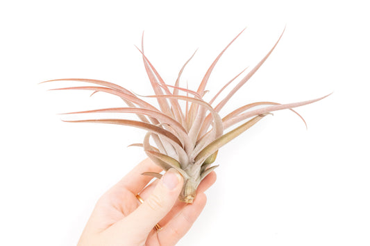 Large Tillandsia Capitata Peach - Set of  5, 10, or 20 Air Plants