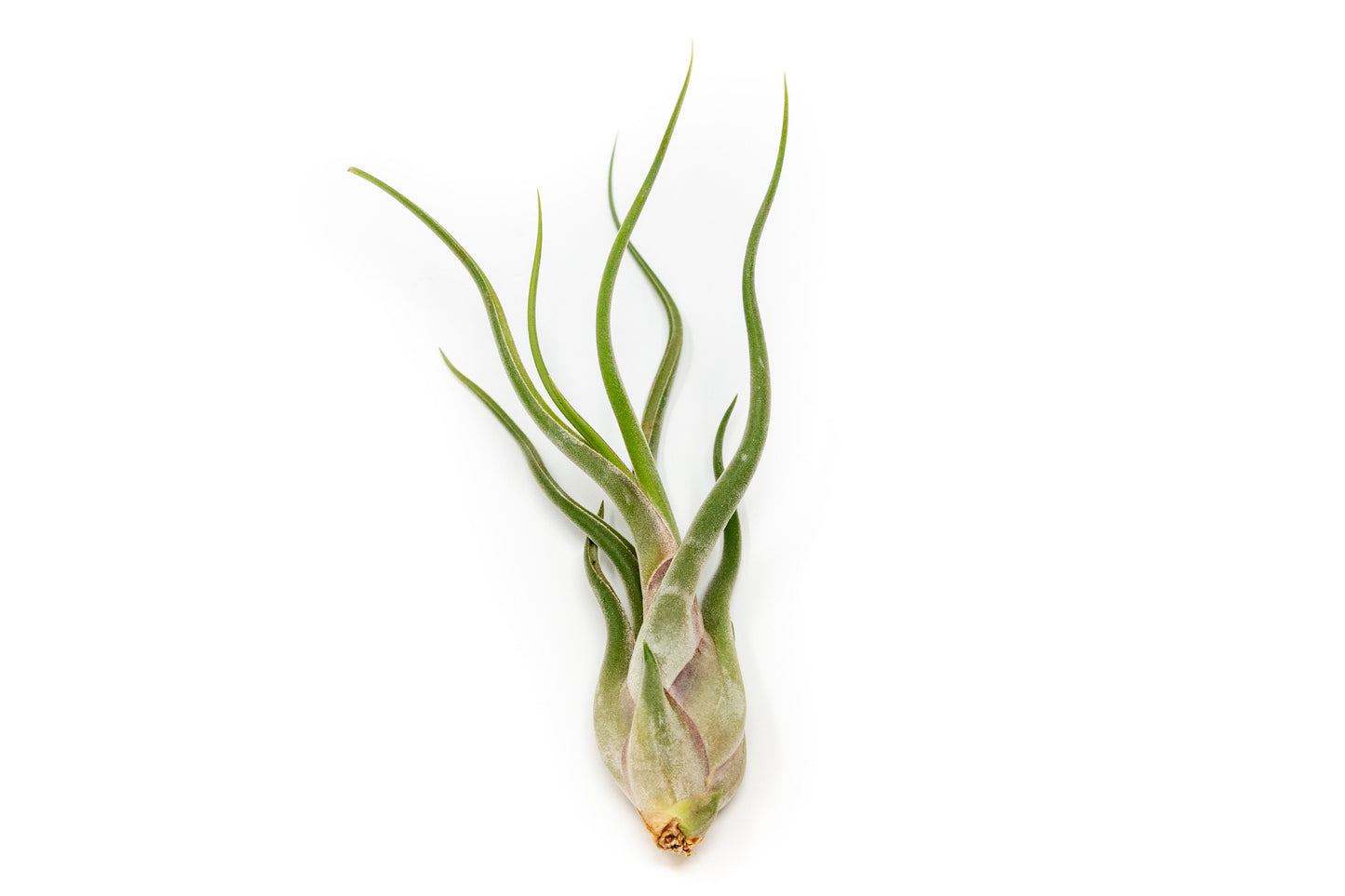 Tillandsia Caput Medusae Air Plants - Set of 10 or 20