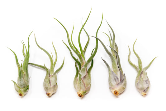 Tillandsia Caput Medusae Air Plants - Set of 10 or 20
