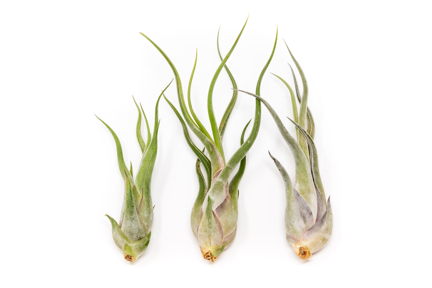 Tillandsia Caput Medusae Air Plants - Set of 10 or 20