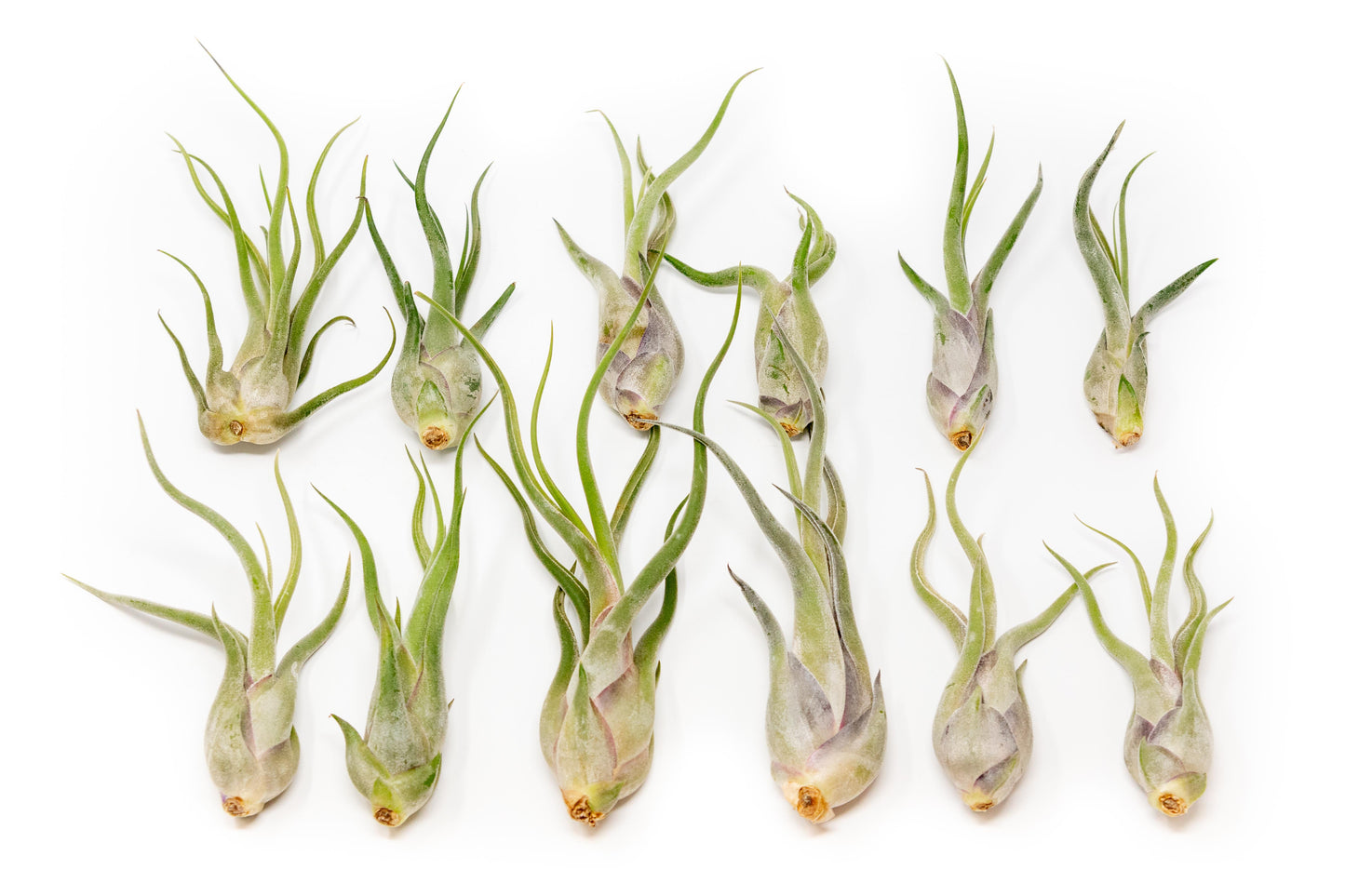 Tillandsia Caput Medusae Air Plants - Set of 10 or 20