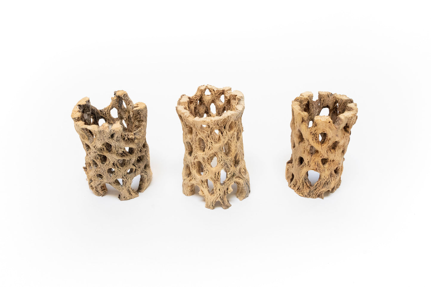 Natural Cholla Wood Containers with Assorted Tillandsia Air Plants - Set of 3